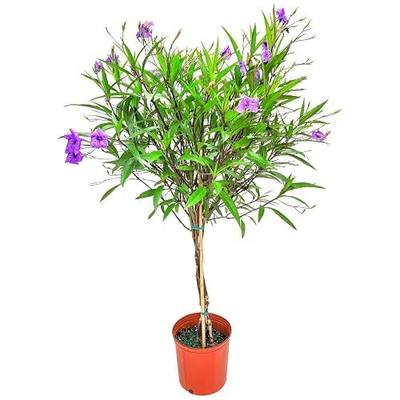Braided Ruellia Tree Live - Purple Flowers - Overall Height 38" to 44" - Tropical Plants of Florida (Plant Only)