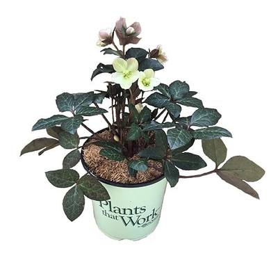 Gold Collection Merlin Lenten Rose - Helleborus Merlin - 19cm