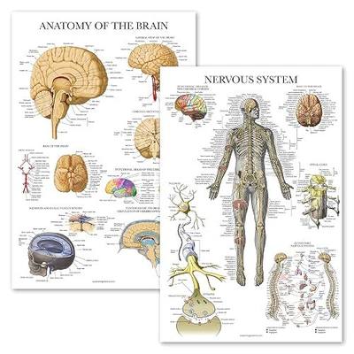 Palace Learning 2 Pack - Nervous System & Brain Anatomy Posters - Set of 2 Anatomical Charts - Laminated 18" x 24"