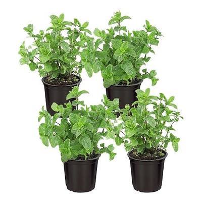 Live Herb - Mint (4 Per Pack), Aromatic and Health Enhancer, Naturally Improves Breathing and Air Quality, 8" Tall by 4" Wide