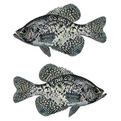 Black Crappie Fish Decal Set Boat Fishing Truck Car Window Stickers