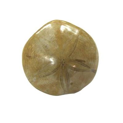 Polished Natural Madagascar Sand Dollar Fossil Real Nautical Beach Sea Shell Coastal Ocean Decor