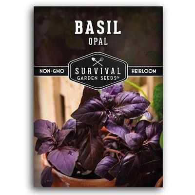 Opal Basil Seeds for Planting - Survival Garden Seeds (1 Pack) | Dark Purple, Nearly Black Leaves - Unique Herb Seed Variety - Heirloom, Non-GMO Herbs for Home Gardens