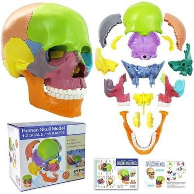 New Anatomy Skull Model 15 Parts Human Anatomy Exploded Detachable Palm-Sized Mini Human Color Medical Skull Model,Medical Dental Clinic Teaching Equipment,Learning with Color Study Manual