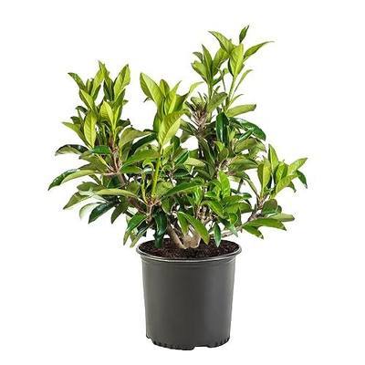 2.25 Chindo Viburnum Shrub