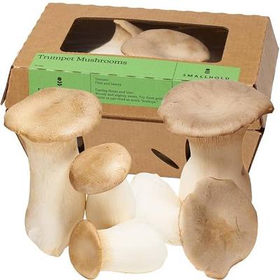 Smallhold Fresh Organic Royal Trumpet Mushroom – 8oz | Locally Grown Gourmet Mushroom | Ready to Cook, Nutrient-Dense Superfood