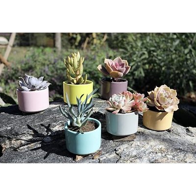 Window Garden Set of 6 Shades of Succulents Planter Pots – Slip Your Plants Into Something More Colorful. Create a Stunning Display That’ll Surely Excite Your Visual Senses