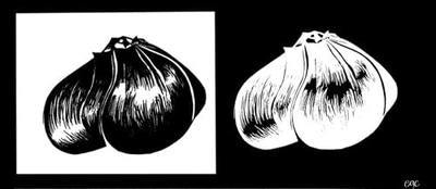Garlic Elephant -0.15 OZ 16 cloves Organic Fresh seeds cloves garlic elephant for planting, eating and growing your own garlic.