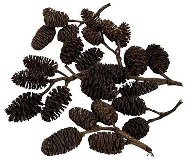 Alder & Casuarina Cones Betta Shrimp Tank Promotes Natural Habitat, Breeding, Tannin Producing Improves Immunity, Easy to Use, by Awesome Aquatic (25 Pack Alder) | Natural tannins Blackwater habitat Natural décor Freshwater aquariums Leaf litter Biofilm surface Easy to use