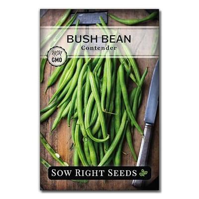 Sow Right Seeds - Contender Bush Bean Seed for Planting Green Beans Garden | Plant stringless non-GMO heirloom variety for home outdoors vegetable gardening. Popular fresh veggies for growing outside.