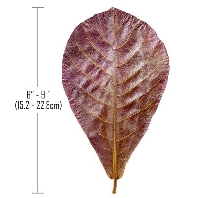 Premium Indian Almond Leaves. Aquarium Decorations Size 6-9" (6-9" (25 Leaves))