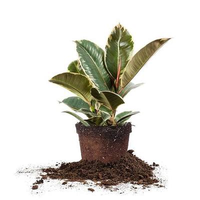 Perfect Plants Variegated Rubber Plant | Ficus Elastica 'Tineke' | Live Indoor Houseplant | Unique Home Décor, 6in. Grower's Pot