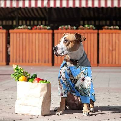 Weewooday 4 Pieces Small Pet Summer T-Shirts Hawaii Style Floral Pet Dog Shirt Breathable Cool Clothes Beach Seaside Puppy Sweatshirt for Puppy(Cute Style,Small)