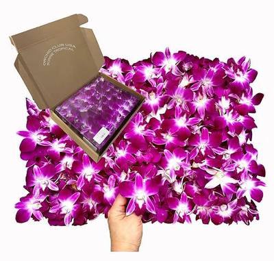 Miami Fresh Orchid Loose Bloom PERISHABLE flowers OrchidClub USA Sunne Tropical DIY lei, food & drink decoration (100 PURPLE)