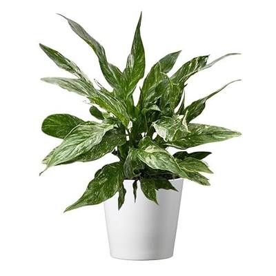 American Plant Exchange Variegated Peace Lily 'Domino' – 6-Inch Pot w/Deco Cover, 1-2 Ft Tall, Live Indoor Flowering Houseplant, Easy Care, Low Light, Housewarming, Sympathy, or Party Gift