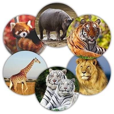 Zoo Animals Stickers - (Pack of 120) 2" Large Round Forest Wild Jungle Safari Creatures Labels for Kids Wall Laptop Water Bottles Holiday Greeting Cards Gift Envelope Seals Boxes