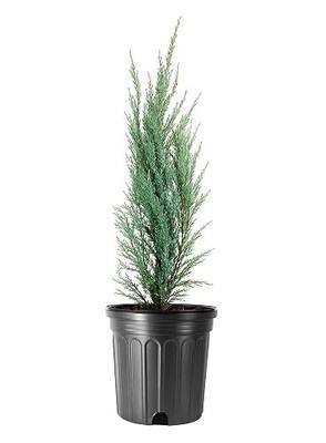 Blue Arrow Juniper | 3 Large Trade Gallon Size Plants | Juniperus Scopulorum | Fast Growing Privacy Screen, Outdoor Evergreen Shrub, Narrow Columnar Shape, Low Maintenance Landscape, Drought Tolerant