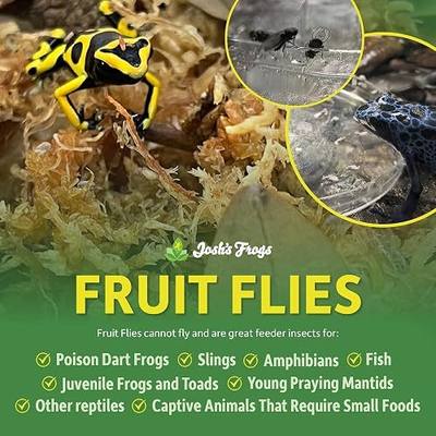 Josh's Frogs Drosophila Melanogaster Fly Culture, 32 oz - Freshly Started | Wingless Live Feeder Insects for Dart Frogs, Fish, Mantids, Toads, Slings, and Other Reptiles, Amphibians, or Animals