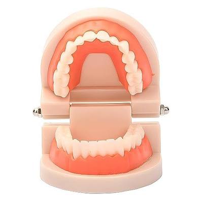 Standard Teeth Model, YOFAN Kids Dental Teaching Study Supplies Adult Standard Typodont Demonstration Teeth Model(Without Wisdom Teeth)