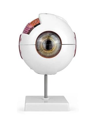 QWORK 6X Human Eye Anatomy Model – Static Display for Science Class, Lab Study & Education Exhibit