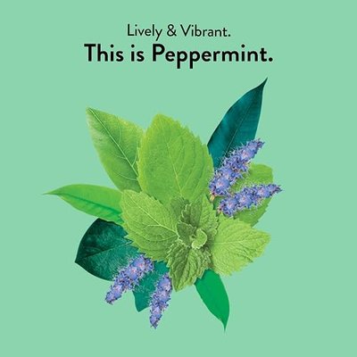 Choice Organics - Organic Peppermint Tea (1 Pack) - Compostable - Caffeine Free - 16 Organic Herbal Tea Bags