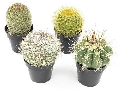 Altman Plants, Assorted Cactus Plants Live Cactus Decor (4PK), Cactus Plant Live Succulents Plants Live in Cactus Soil Potting Mix, Live Cacti Plants Live Succulent Plants Live Plants in Cactus Pot