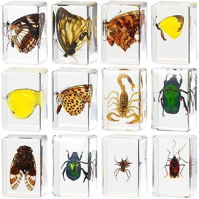12 Pcs Insect Specimens for Kids Bug Collection Kit Real Specimens of Various Butterflies Beetles, Kids Biology Science Educational Toy, Back to School Gift for Classroom Teacher Student(Butterfly)