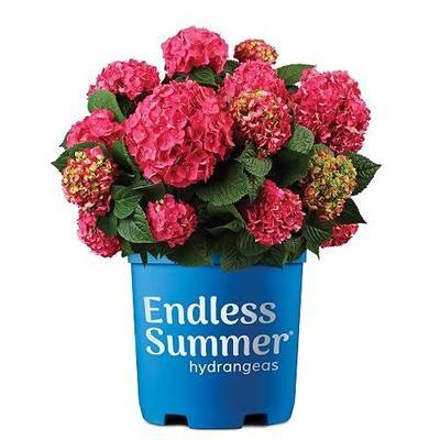 Endless Summer Hydrangea Summer Crush, 1 Gallon