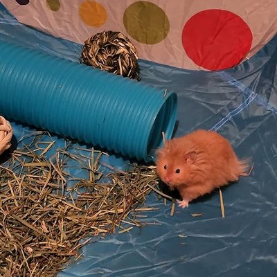 Plastic Hamster Fun Tunnels,Ferrets Foldable Exercising Training Tunnels Hamsters Hideout Tube 15 Pcs Small Animal Chew Toys for Guinea Pigs, Chinchillas, Rats, Gerbils (Blue)