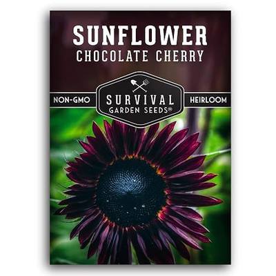 Chocolate Cherry Sunflower Seeds for Planting - 1 Pack