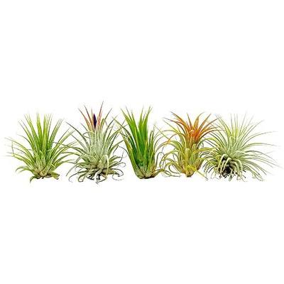 ragnaroc Air Plants - Tillandsia Ionantha Pack, Regular 1-3" - 5ct - Live Arrival Guaranteed - House Plants for Home Decor & Gift