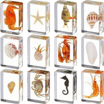 12 Pcs Insect Specimens for Kids Bug Collection Kit Real Specimens of Various Butterflies Beetles, Kids Biology Science Educational Toy, Back to School Gift for Classroom Teacher Student(Ocean Theme)