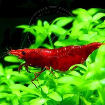 Swimming Creatures™ Freshwater Aquarium Shrimp - A Perfect Combo to Brighten Your Aquarium! (10 Premium FIRE RED)