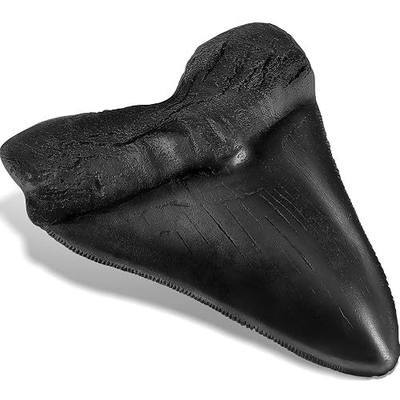 5.5 Inch Black Shark Tooth Toys Fake Megalodon Tooth Fossils Replica for Home Table Shelf Display Decor Collection Resin Megalodon Toy Shark Lover Gift