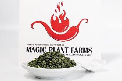 Green Japanese Sansho Peppercorn Pods by Fiery Farms – 8 Oz - Dried Whole Peppers | Exciting Citrusy Mouth Tingling Spice | Mild Heat - Asian Staple - Great Fusion | Non-GMO - Natural