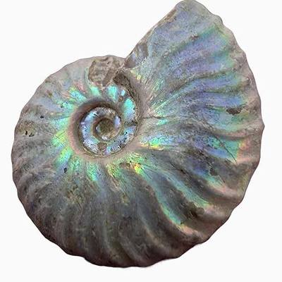 Silver Iridescent Ammonite Fossil! 110 Million Years Old! Real Authentic Great for Kids Classroom School Paleontology Metaphysical Dinosaur Cretaceous Geology