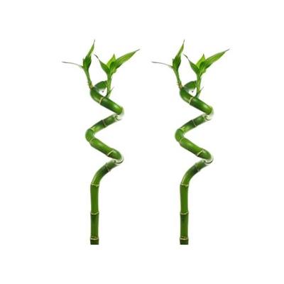 Lucky Bamboo Plant (Dracaena Sanderiana) Size: 2 Stems, Shape: Curly - Live Aquarium Plant