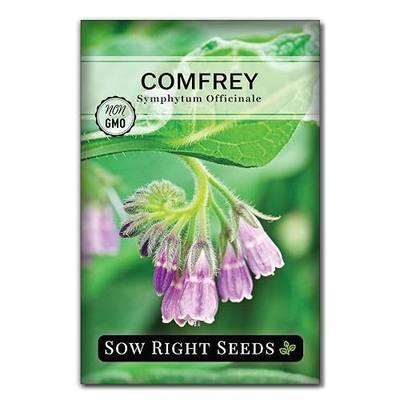 Sow Right Seeds - Comfrey Seeds for Planting - Non-GMO Heirloom - High-Yield Comfrey for Garden, Medicinal Herbs, and Soil Improvement - Outdoor or Indoor Herb Garden - Use for Home Remedies (1)