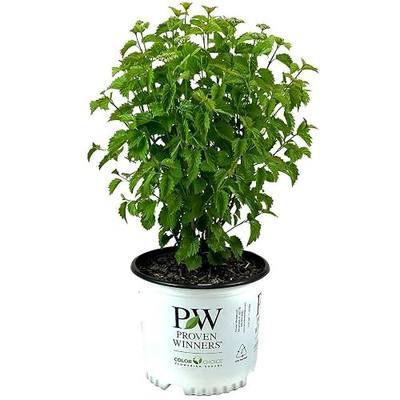 Blooming & Beautiful Blue Muffin Arrowwood Viburnum, 3 Gallon | Proven Winners - Deciduous Shrub - Green Foliage- Spring White Flowers - Zones 3-8 - Viburnum dentatum 'Christom'