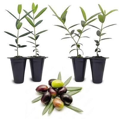 Olive Tree Arbequina (4 Pack) Real Olea Europaea | Easy to Grow Plants | Great Gift for Celebrations | Grow Your own Food on Your Edible Organic Garden| Edible Fruit Plant Live for Planting|