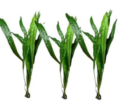 Marcus Fish Tanks - 3X Java Fern Microsorum Pteropus Easy Live Aquarium Plants Aquatic Fish Tank Plants