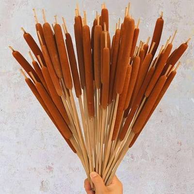 Dried Natural Brown Cattails Flowers 20 Pcs, 17'' Real Dry Plants | Broadleaf pencil cattail stems bundles, bulrush plants, DIY floral arrangements, wedding home office gardens decor.