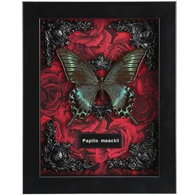 Real Butterfly Framed Butterfly Taxidermy - Butterfly Shadow Box, Real Framed Butterflies in a Box for Gothic Home Decor Aesthetic (A_Alpine Black Swallowtail Red Background #1)