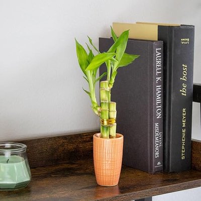3 Stalk Live Lucky Bamboo Arrangement in Mini Color Ceramic Vase - Colorful Poterry, Indoor House Plants, Feng Shui, Lucky Plant, Houseplant (Peach)