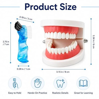 Dental Teeth Model with Denture Toothbrush, Standard Teeth Model Brushing Tooth, Denture Mouth Model Demonstration for Kids Dental Teaching Tools Study Supplies