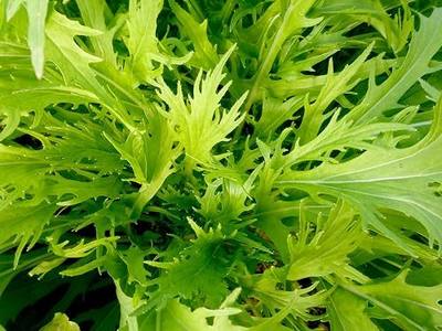 2000 Mizuna Mustard Seeds for Planting Heirloom Non GMO 4+ Grams Garden Vegetable Bulk Survival Microgreems Mustard Sprouts
