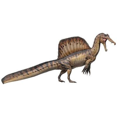 PNSO Dinosaur Museums Series: Aymen the Spinosaurus | 1:35 - 12.8" Spinosaurus Exhibit Set - Skull Fossil Model - Opening Jaw - Display Base - 48-Page Manual - 20 Posters - 15+