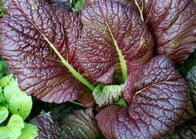 2000 Japanese Red Giant Mustard Seeds for Planting Heirloom Non GMO 4+ Grams Garden Vegetable Bulk Survival Microgreems Mustard Sprouts