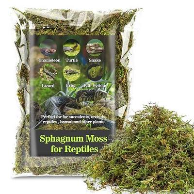 Sukh Sphagnum Moss for Reptiles - Green Terrarium Moss Substrate, 5oz | Habitat Bedding for Gecko, Snake, Turtle, Frog, Bearded Dragon, Jumping Spider, Chameleon, Enclosure & Tank Accessories Decor