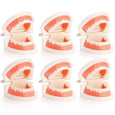 ZENFUN 6 Packs Dental Teeth Model, Dental Demonstration Model for Study, Standard Teeth Models, Plastic Mouth Model, Fake Mouth for Teaching, Dentist, Dental Students, Clean Display